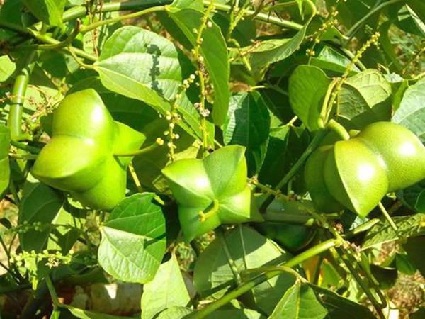 印加果種子多少錢一斤,印加果種子批發(fā)價(jià)格 印加果種子多少錢一斤,印加果種子批發(fā)價(jià)格