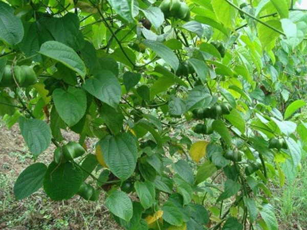 印加果種子多少錢一斤,印加果種子批發(fā)價(jià)格 印加果種子多少錢一斤,印加果種子批發(fā)價(jià)格