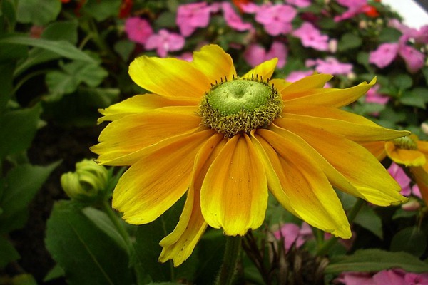 野花組合什么時(shí)候播種合適