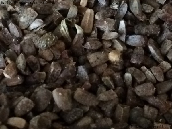 充蔚子種子 充蔚子種子