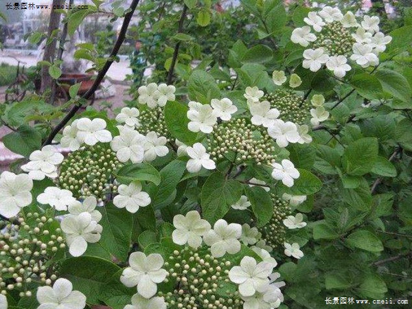 天目瓊花 天目瓊花