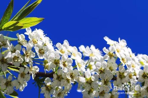 繡線菊怎么養(yǎng)護最合適呢？