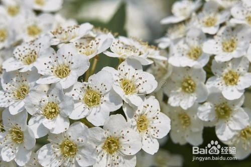 繡線菊怎么養(yǎng)護最合適呢？