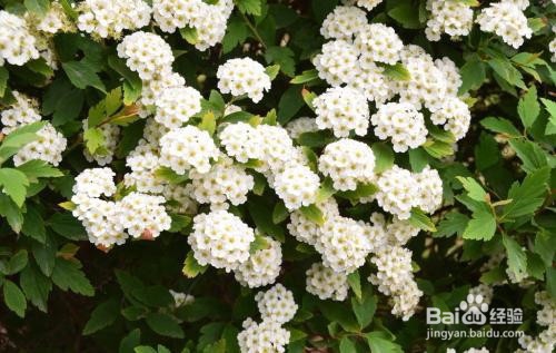 繡線菊怎么養(yǎng)護最合適呢？