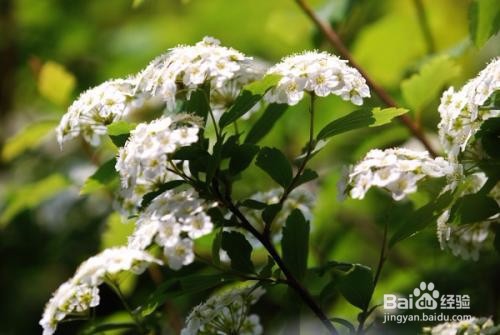 繡線菊怎么養(yǎng)護最合適呢？