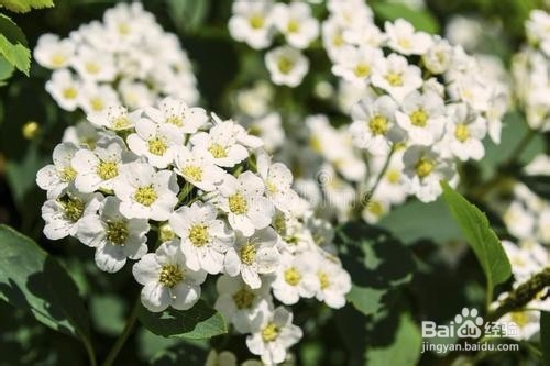繡線菊怎么養(yǎng)護最合適呢？