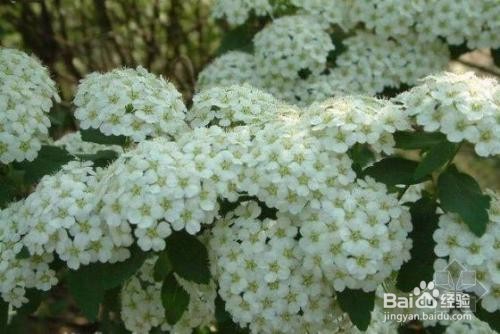 繡線菊怎么養(yǎng)護最合適呢？