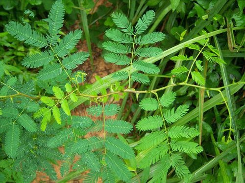 1586262980996240.jpg 1586262980996240.jpg