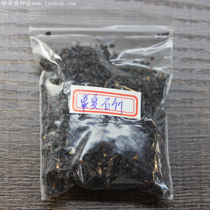 常夏石竹 常夏石竹