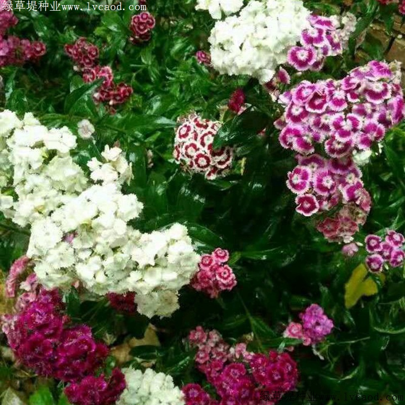 常夏石竹 常夏石竹