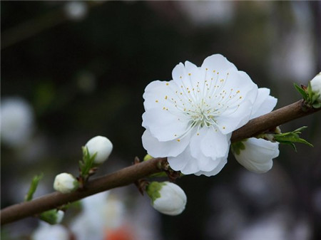 白碧桃圖片 白碧桃圖片