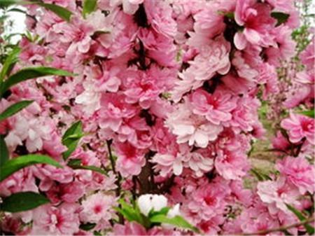 菊花碧桃圖 菊花碧桃圖