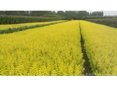 金葉女貞小苗價格哪里便宜？