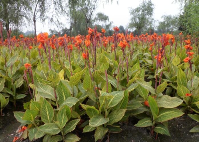 1649043346675185.jpg 1649043346675185.jpg