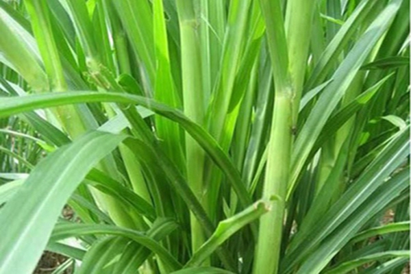 1651545548736226.jpg 1651545548736226.jpg