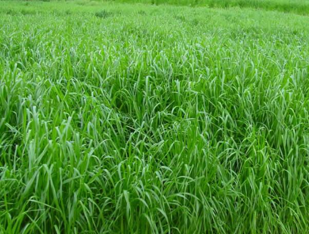 1651754293234209.jpg 黑麥草4.jpg