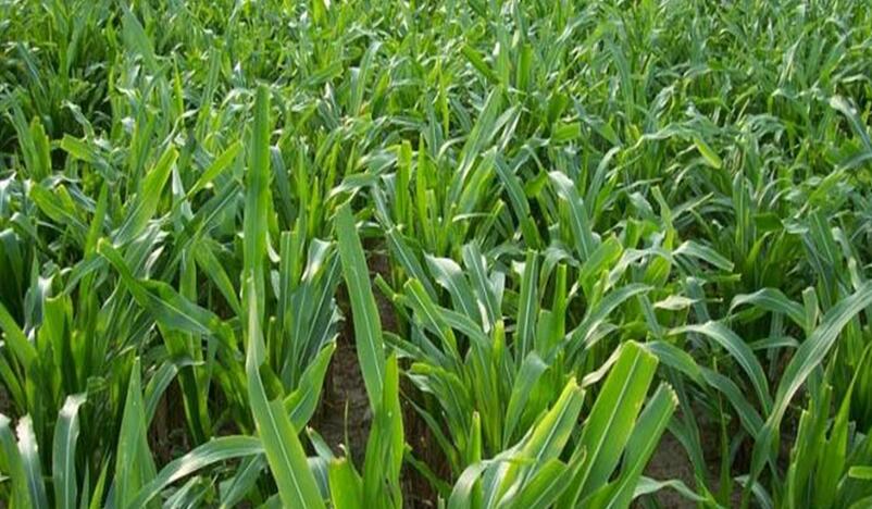 1653144067281015.jpg 1653144067281015.jpg