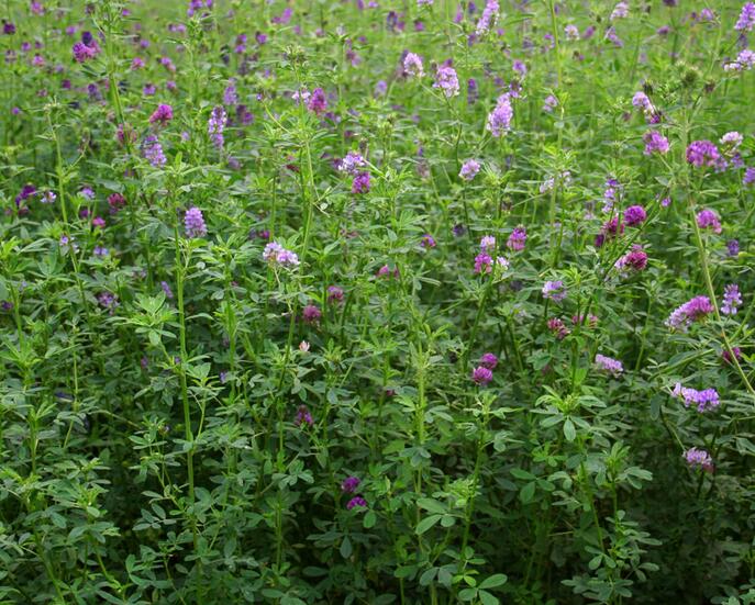 1653798742471860.jpg 1653798742471860.jpg