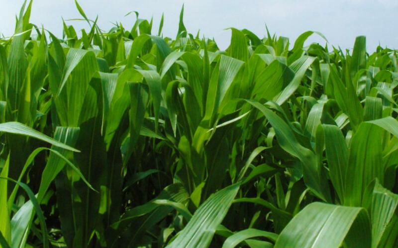 1653799558483436.jpg 1653799558483436.jpg