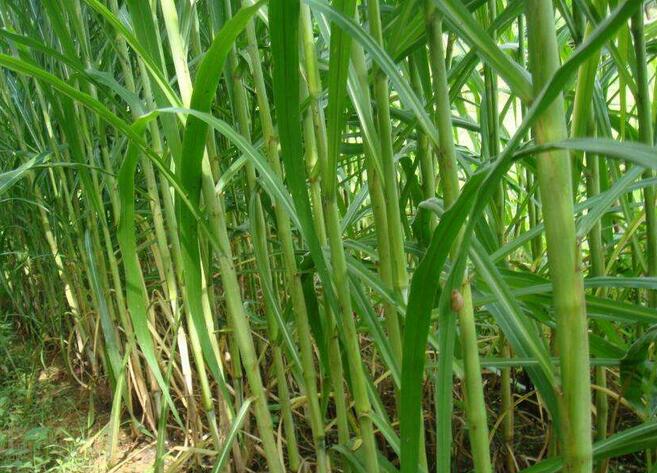 1653800082284277.jpg 1653800082284277.jpg