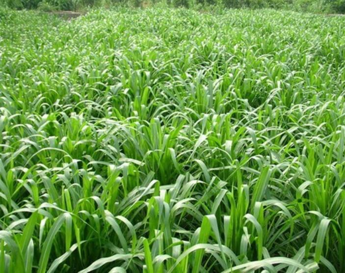 1653800726841038.jpg 1653800726841038.jpg