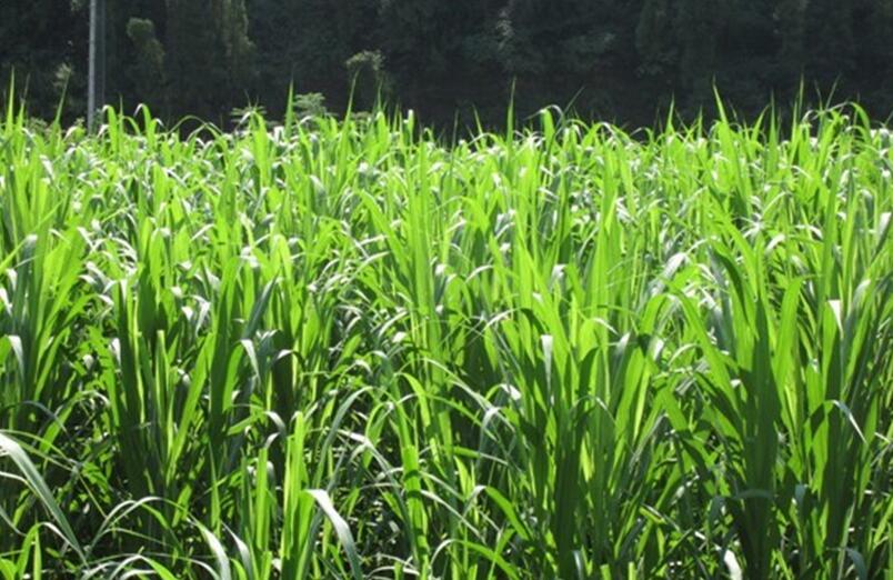 1654495045311432.jpg 1654495045311432.jpg