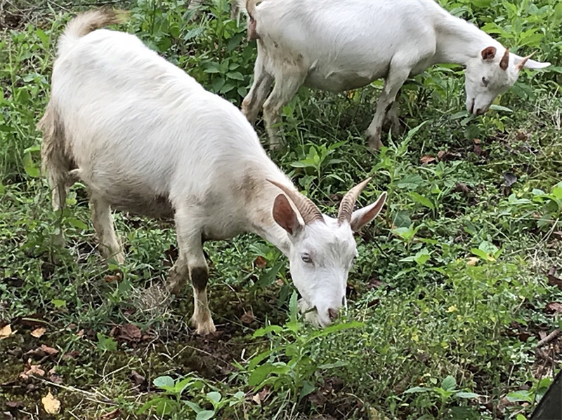 羊喜歡吃的牧草 羊喜歡吃的牧草