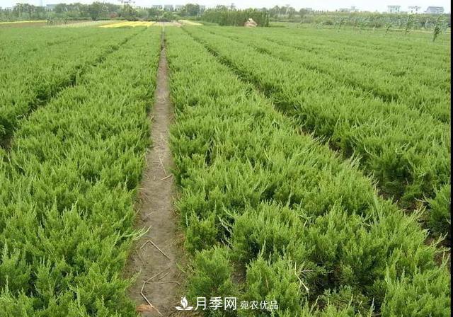 這些中國著名苗木產地你知道幾個?值得收藏!(圖4) 值得收藏!這些全國著名苗木產地你知道幾個?