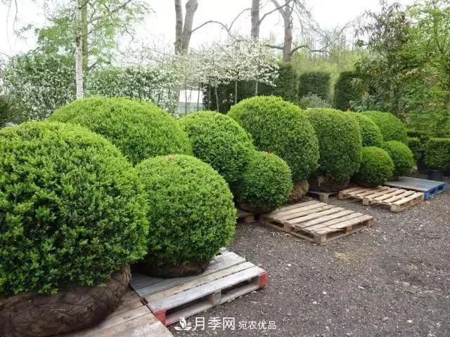 這些中國著名苗木產地你知道幾個?值得收藏!(圖6) 值得收藏!這些全國著名苗木產地你知道幾個?