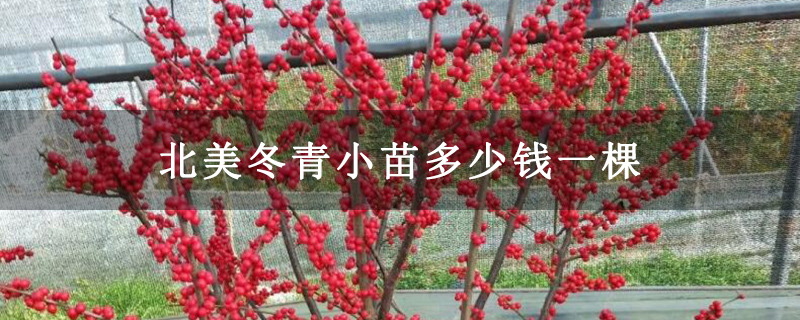北美冬青小苗多少錢(qián)一棵