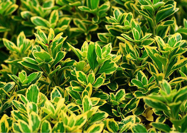 金邊黃楊怎么養?金邊黃楊養殖方法和注意事項