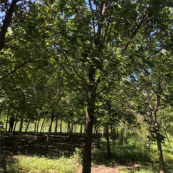 江蘇大型五角楓基地實(shí)拍圖