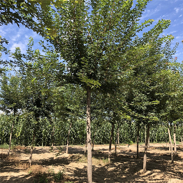 江蘇大型五角楓基地實(shí)拍圖