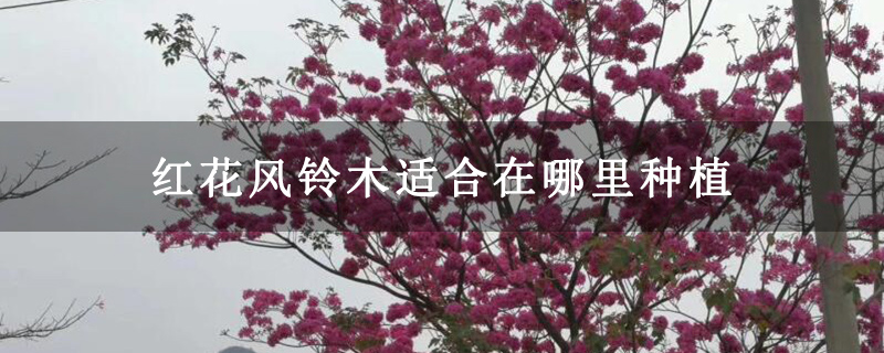 紅花風鈴木適合在哪里種植
