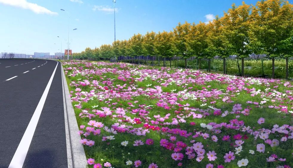 1673156305793023.jpg 波斯菊.jpg