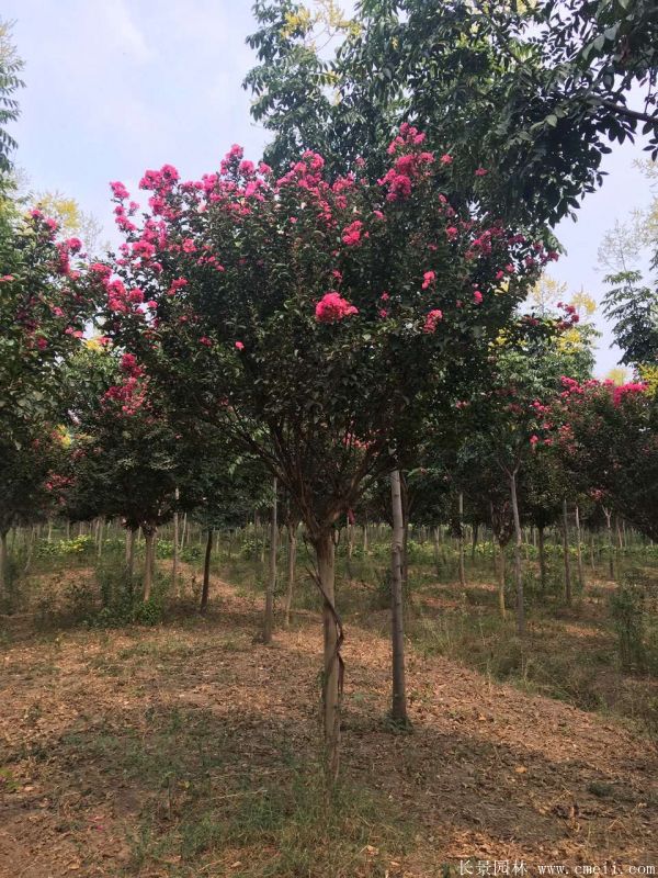 1673156732608473.jpg 1-1F331100TM03.jpg