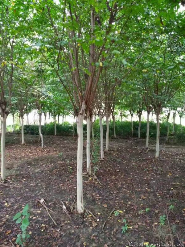 1673156739332123.jpg 1-1F331100TM44.jpg