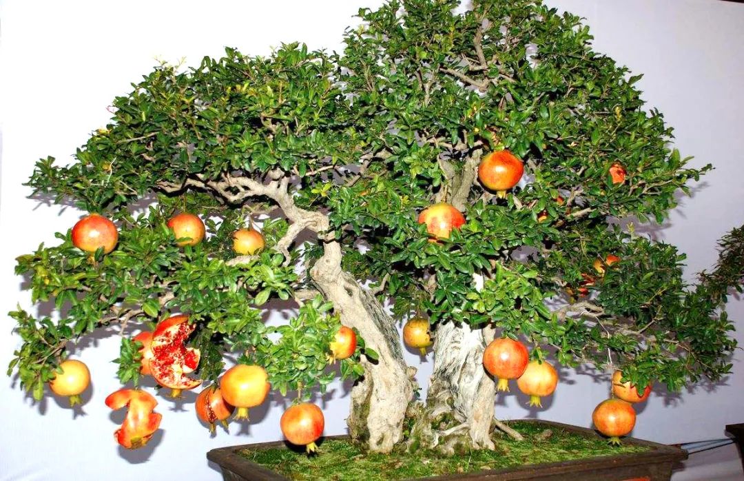 1673162118352781.jpg 微信圖片_20230107163806.jpg