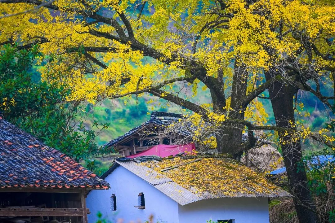 1673524581289061.jpg 微信圖片_20221126001434.jpg