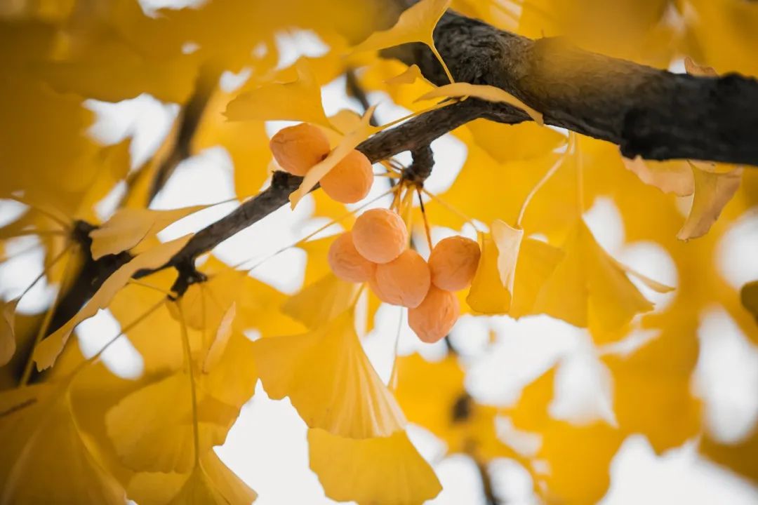 1673524596854904.jpg 微信圖片_20221126001441.jpg