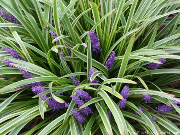 1673825132148738.jpg 1-1F41Z91622b6.jpg