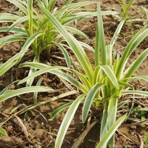 1673825150453341.jpg 1-1F41Z91622442.jpg