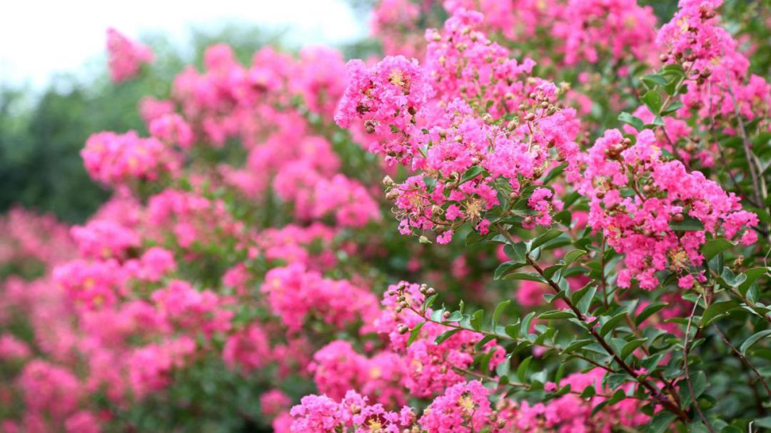 1673825534840104.jpg 國旗紅紫薇3.jpg