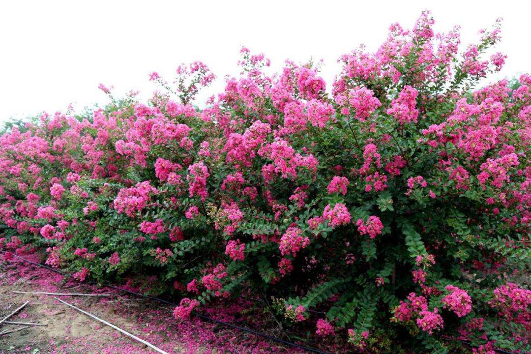 1673825542846154.jpg 國旗紅紫薇4.jpg