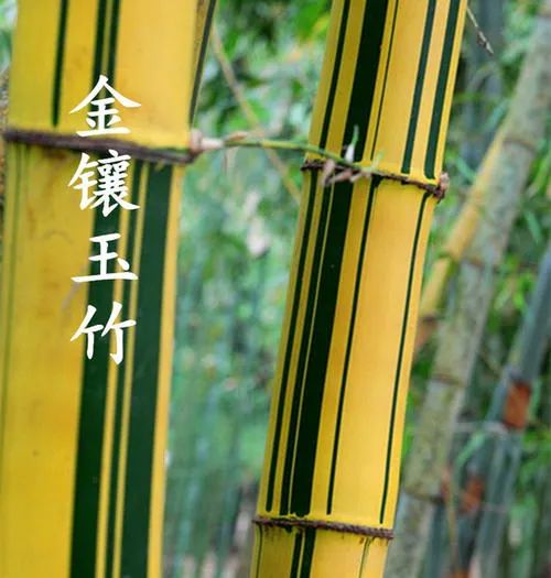 1675199949613602.jpg 微信圖片_20230201051740.jpg