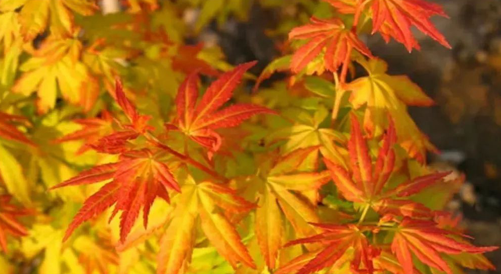 1675518737967764.jpg 橙之夢.jpg