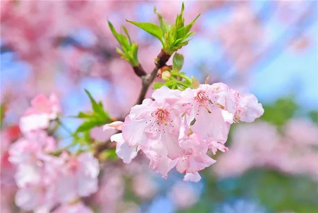 1676580976196574.jpg 雛菊櫻.jpg