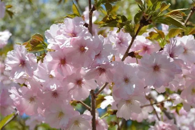 1676581081690637.jpg 郁金櫻.jpg