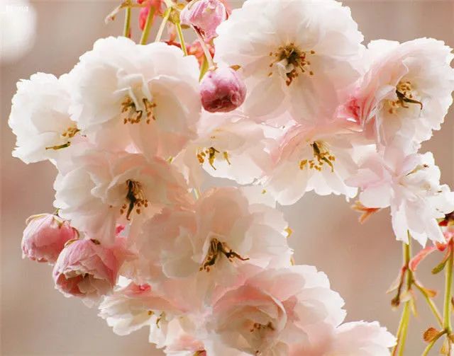 1676581097457485.jpg 大島櫻.jpg