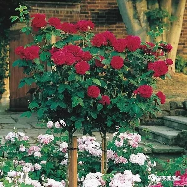 1676581699846694.jpg 微信圖片_20230211070234.jpg